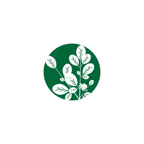 Hoja Moringa Logo Plantilla Vector Símbolo Naturaleza — Vector de stock