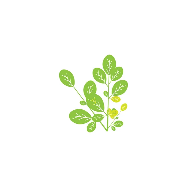 Moringa Liść Logo Szablon Wektor Symbol Natura — Wektor stockowy