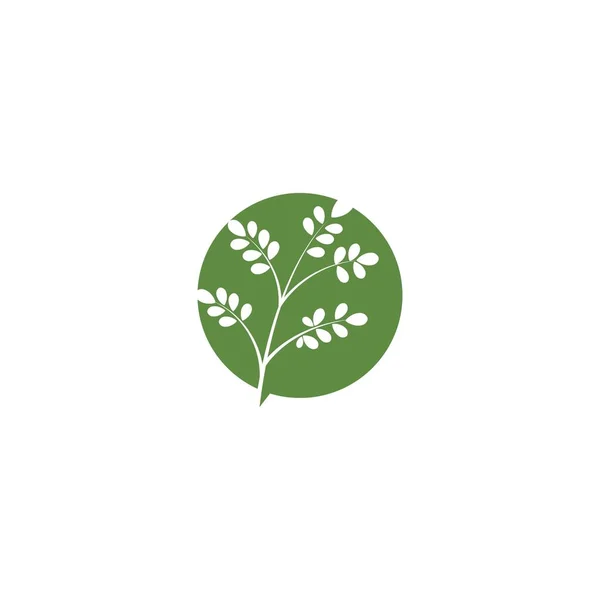 Moringa Blad Logo Template Vector Symbool Natuur — Stockvector