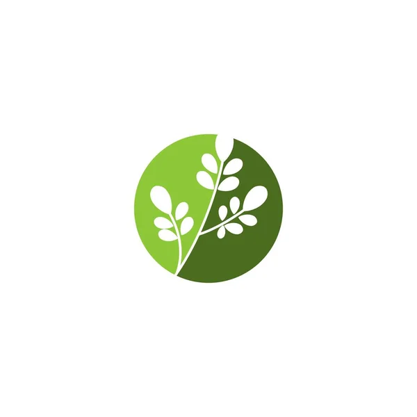 Moringa Blad Logo Mall Vektor Symbol Natur — Stock vektor