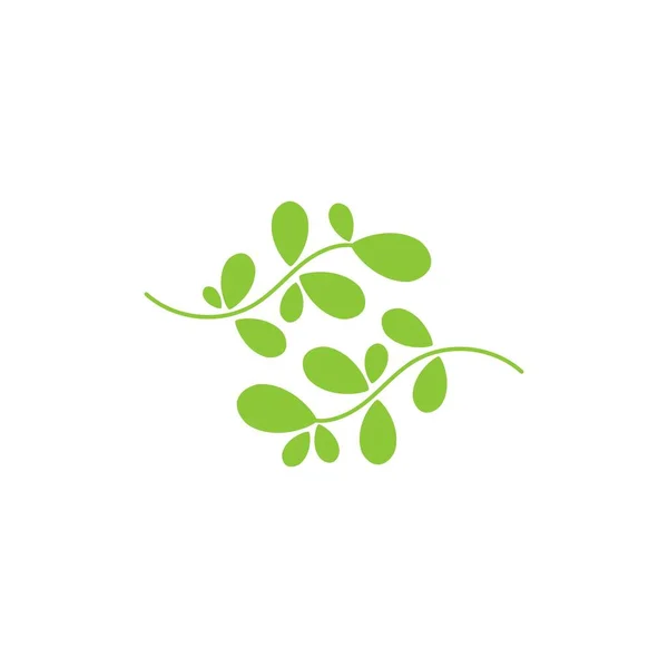 Moringa Blad Logo Template Vector Symbool Natuur — Stockvector