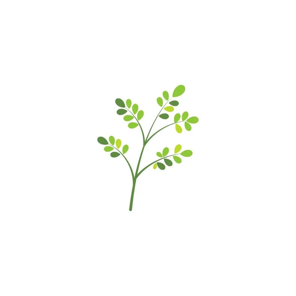 Moringa Blad Logo Template Vector Symbool Natuur — Stockvector