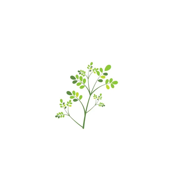 Moringa Leaf Logo Template Vector Symboic — 스톡 벡터