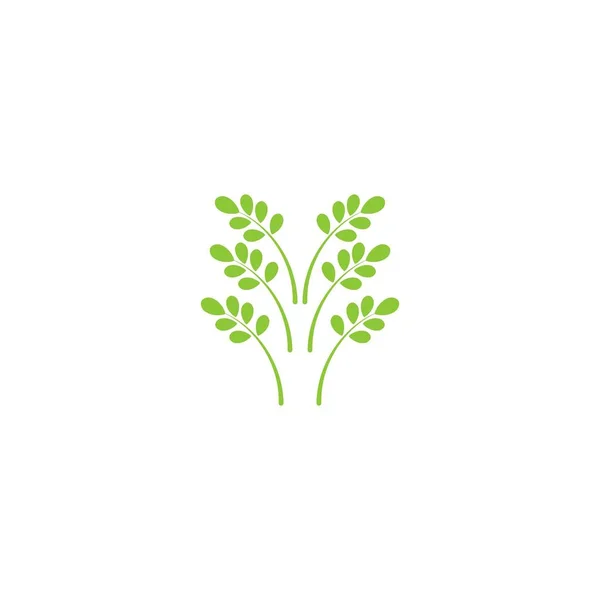 Moringa Blad Logo Mall Vektor Symbol Natur — Stock vektor