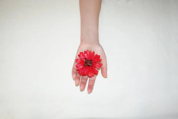 Close Belas Mãos Femininas Sofisticadas Com Flores Conceito Cuidados Com — Fotografia de Stock