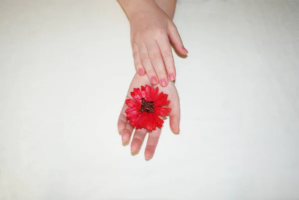 Közelkép Gyönyörű Kifinomult Női Kezekről Virágokkal Kézápolás Koncepció Aging Krém — Stock Fotó