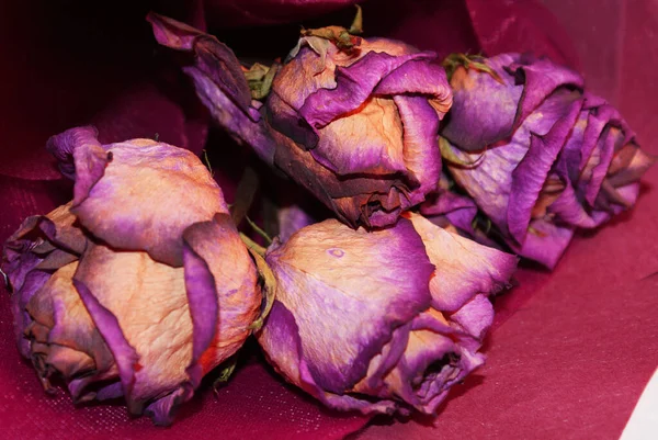 Rose Secche Bellissimo Bouquet Albero Con Rose Erbario — Foto Stock