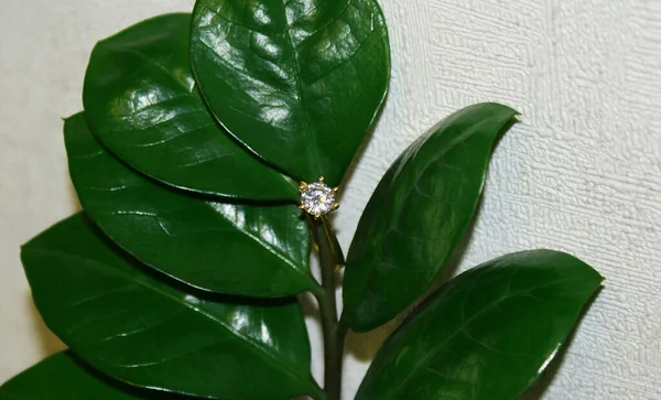 Πράσινο Φύλλο Δαχτυλίδι Λευκό Και Γκρι Φόντο — Φωτογραφία Αρχείου