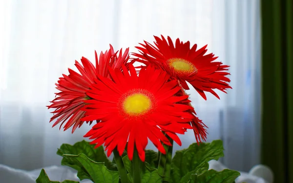 Çiçek Saksısında Renkli Güzel Gerberalar Çiçekler — Stok fotoğraf