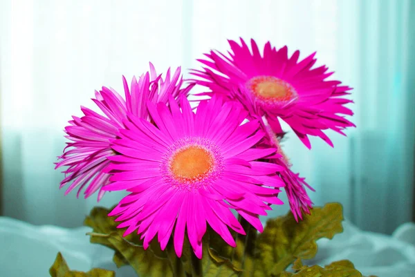 Farbige Schöne Gerberas Einem Blumentopf Blumen — Stockfoto