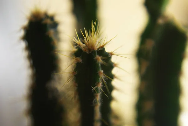 Cactus Pot Thin Long Homemade Plant — Stock Photo, Image