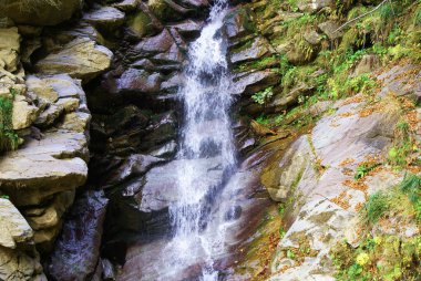 Dağlarda şelale, kozalaklı orman, vahşi yaşam.
