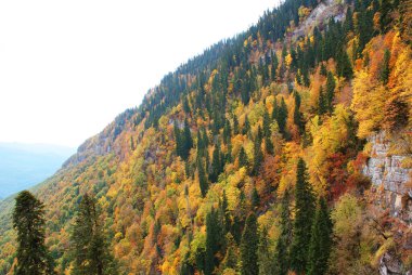 Kozalaklı orman ve dağlar, vahşi yaşam, manzara.