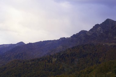 Kozalaklı orman ve dağlar, vahşi yaşam, manzara.