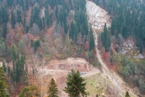 Barrskog Och Berg Djurliv Landskap — Stockfoto