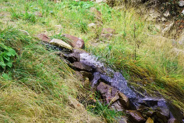 Folyó Hegyekben Tűlevelű Erdő Vadvilág — Stock Fotó