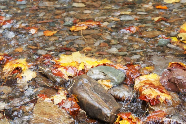 Feuilles Automne Dans Eau Nature — Photo