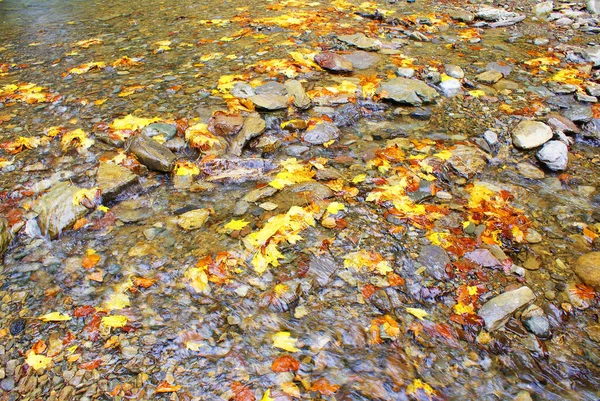 Őszi Levelek Vízben Természet — Stock Fotó