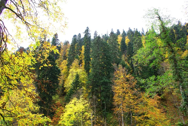 Bosque Montañas Coníferas Vida Silvestre Paisaje — Foto de Stock