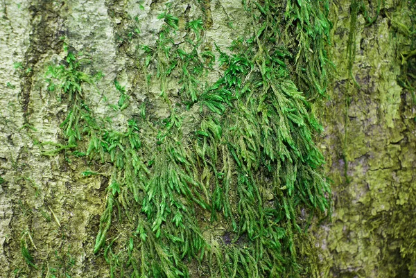 Wildlife Rocks Greenery Background — Stock Photo, Image