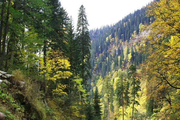 Bosque Montañas Coníferas Vida Silvestre Paisaje — Foto de Stock