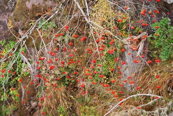 Faune Roches Verdure Arrière Plan — Photo