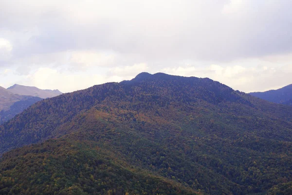 Forêt Conifères Montagnes Faune Paysage — Photo