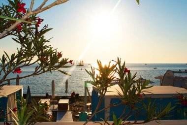 Sahilde gün batımının arka planında çiçek açan ağaç, deniz..