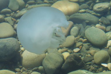 Deniz kıyısındaki büyük beyaz denizanası, doğa..