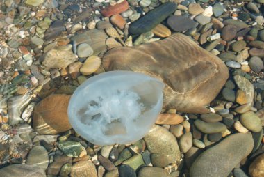 Deniz kıyısındaki büyük beyaz denizanası, doğa..