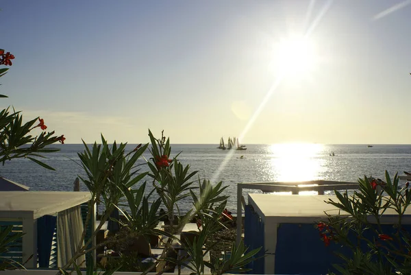 Albero Fiorito Uno Sfondo Tramonto Sulla Spiaggia Mare — Foto Stock