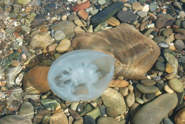 Deniz kıyısındaki büyük beyaz denizanası, doğa..