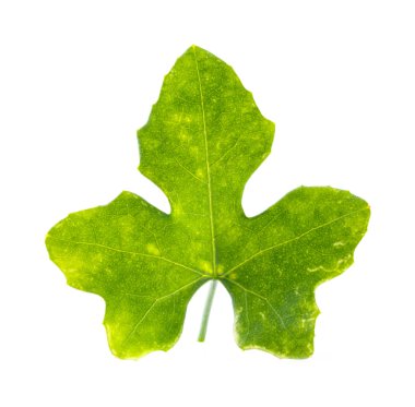 Ivy kabak üzerine beyaz izole