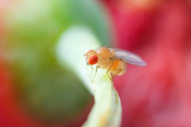 Close up Fruit fly clipart