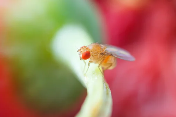 Primer plano mosca de la fruta —  Fotos de Stock