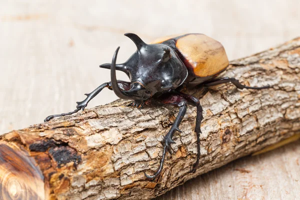 Yellow five horned beetle — Stock Photo, Image