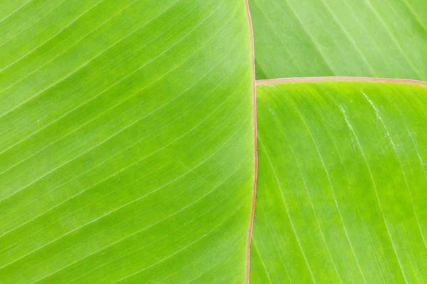 Textur der Bananenblätter — Stockfoto