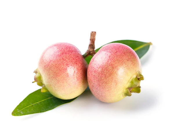 Syzygium jambos rose apple — Stockfoto