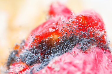 Büyüyen kalıp mantar 