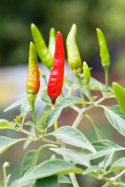 Tay yeşil ve kırmızı biber