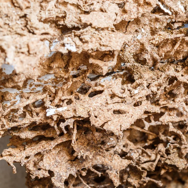 Papier consommé par les termites — Photo