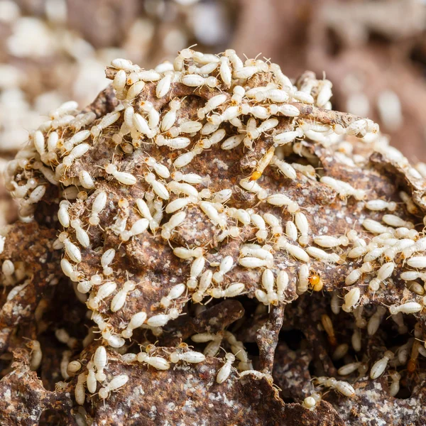 Paper eaten by termite — Stock Photo, Image