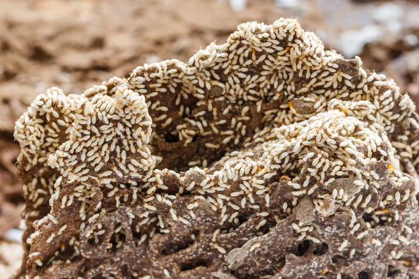 Paper eaten by termite — Stock Photo, Image