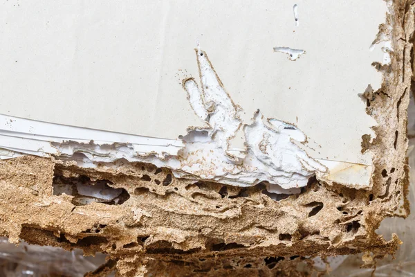 Paper eaten by termite — Stock Photo, Image