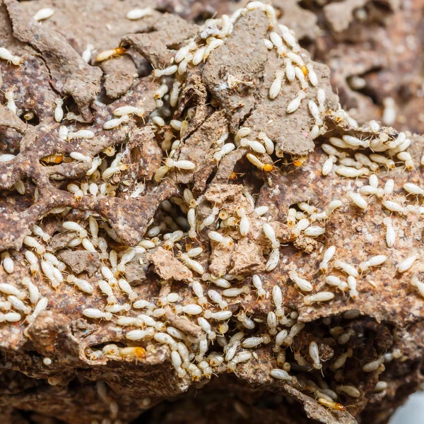 Paper eaten by termite — Stock Photo, Image