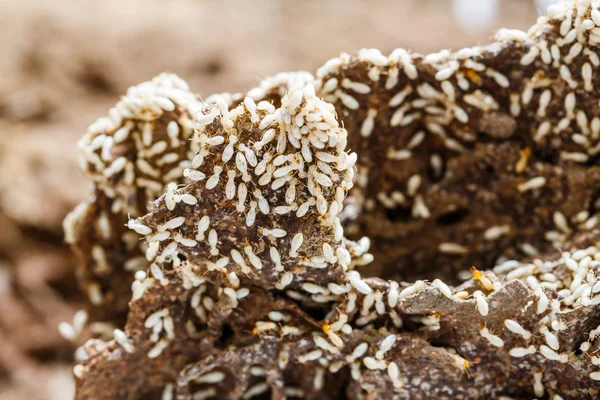 Papper som äts av termit — Stockfoto