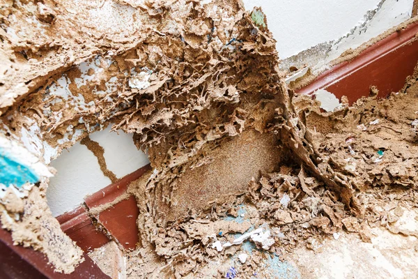 Paper eaten by termite — Stock Photo, Image