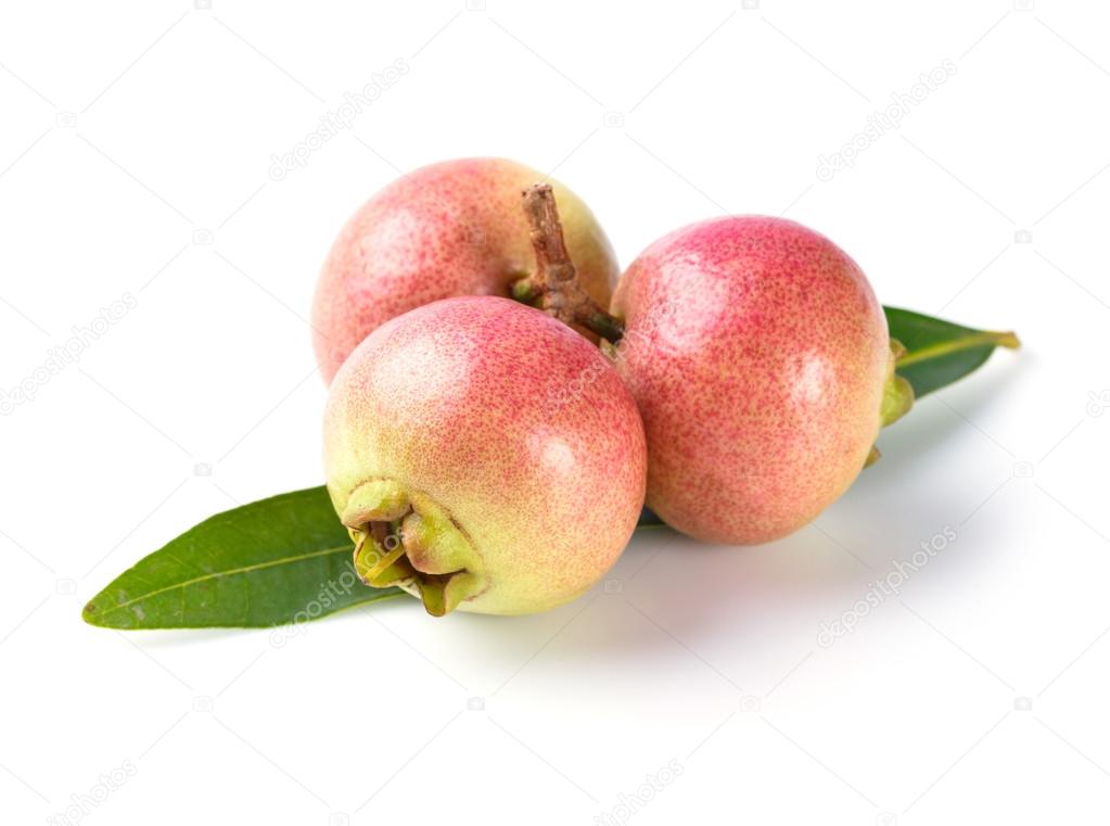 Syzygium jambos rose apple