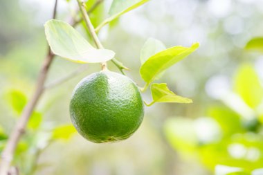 limon ağacı