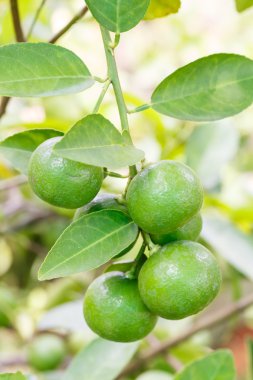 limon ağacı